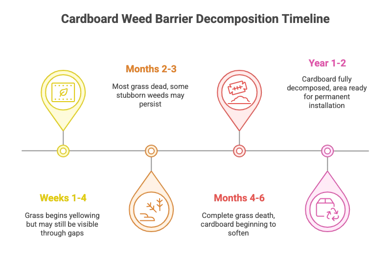 Cardboard Decomposition Timeline